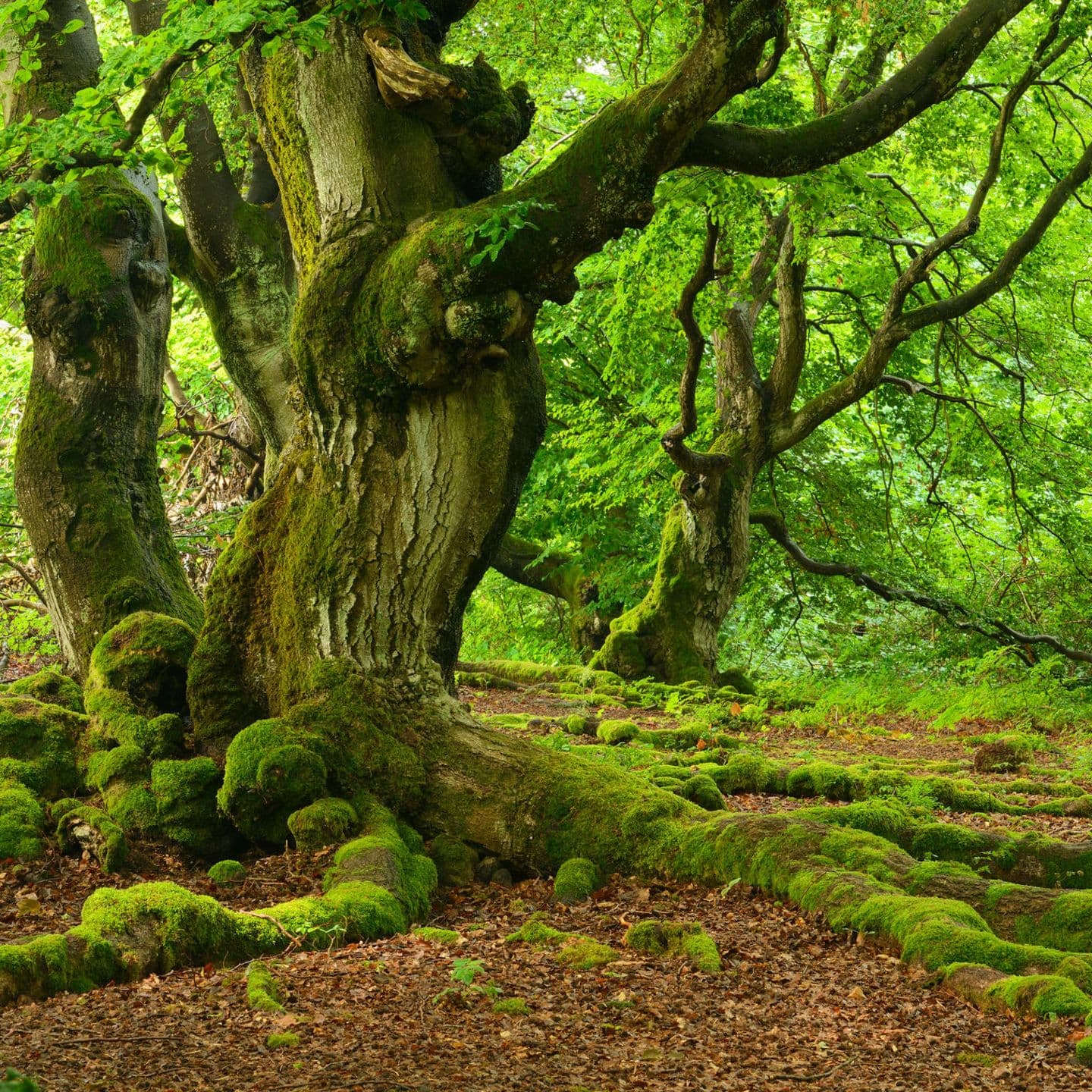 Natur-Workshop für Kinder: Entdecken, Forschen & Staunen